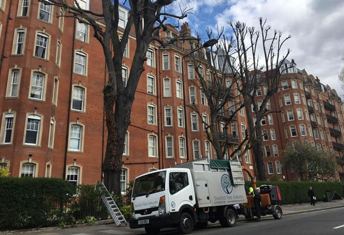 Crown reduction on London plane trees, mansion block in central London